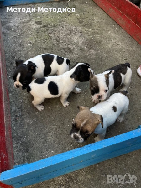 Френски булдог, снимка 1