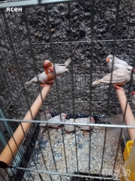 Продавам зеброви амадини джъмбо , снимка 1