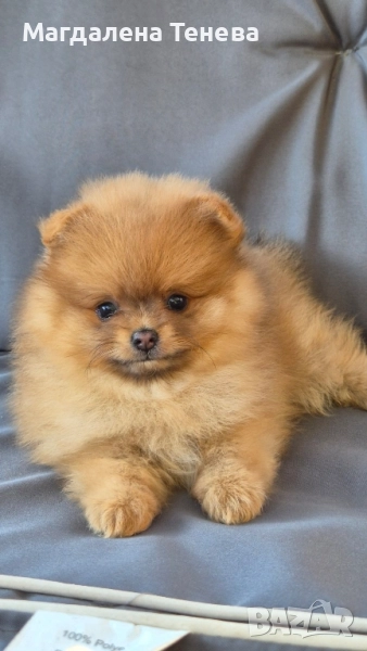 Померан , снимка 1