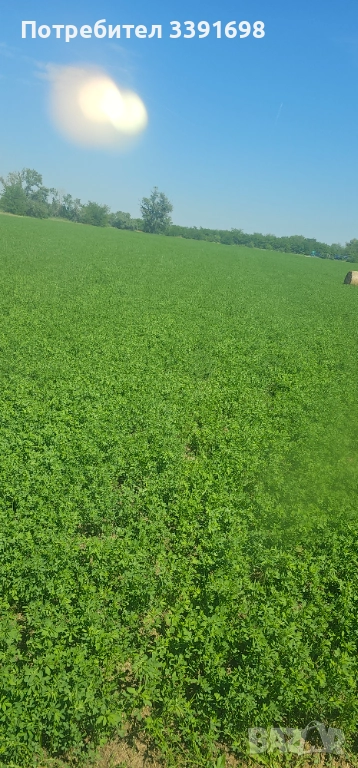 Свободни малки бали люцерна втори откос, снимка 1