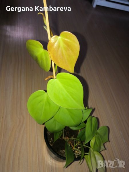 Philodendron hederaceum Lemon Lime , снимка 1