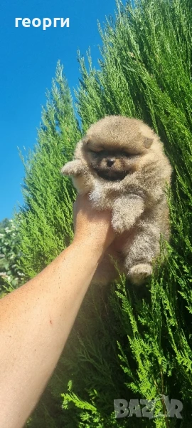 померанче, снимка 1