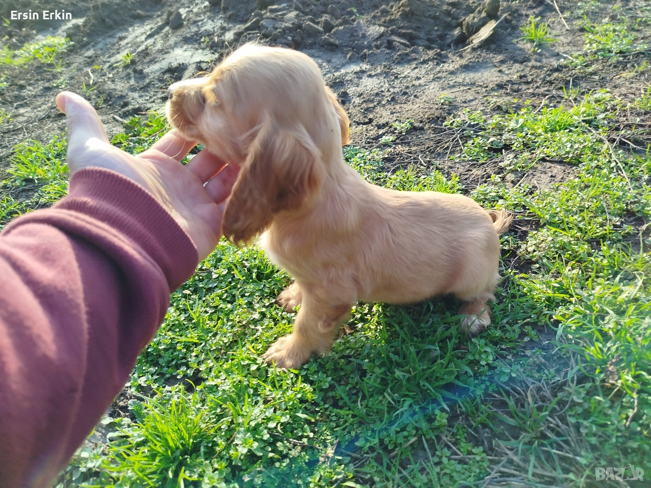 кокер шпаньол , снимка 1