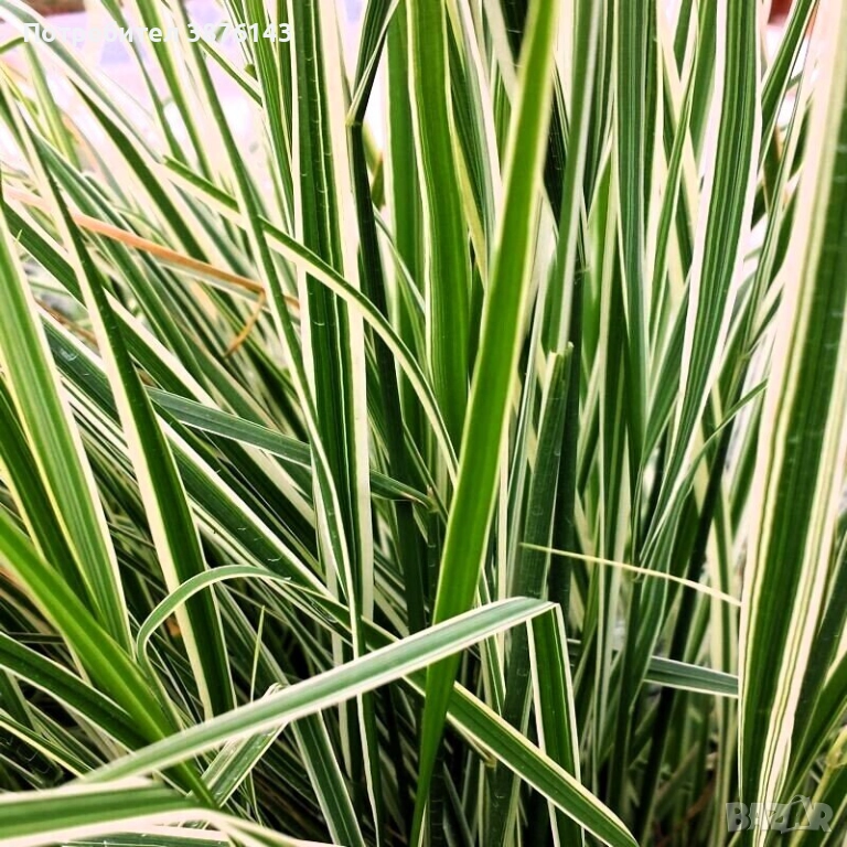 Calamagrostis ×acutiflora 'Overdam', снимка 1