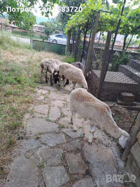 5 бр овце цена за 1 бр 380 лв, снимка 1