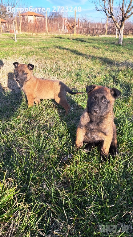 Кученца белгийска овчарка , снимка 1