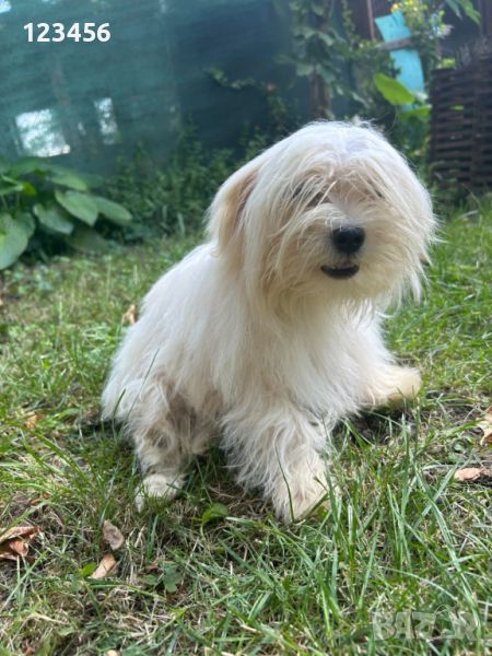 Мъжки-Малтезер, снимка 1