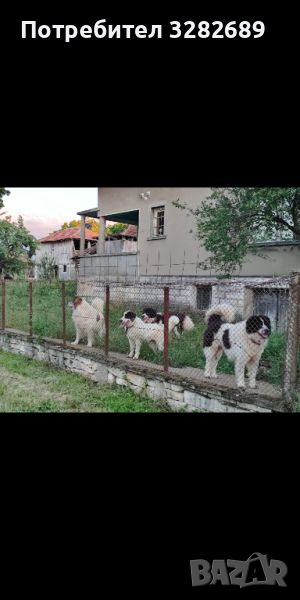 Каракачански кучета , снимка 1