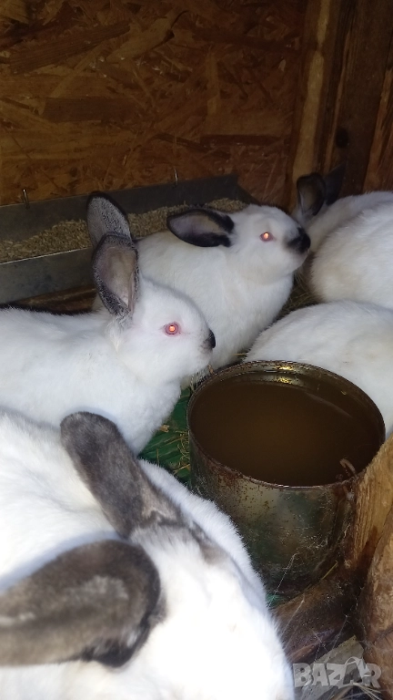 Чистокръвни калифорнийски зайци , снимка 1