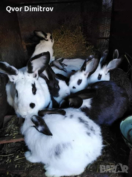 Продавам зайци, снимка 1