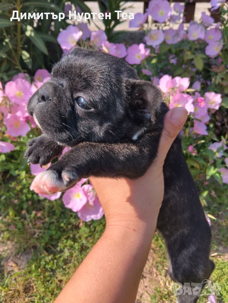 Френско булдоче , снимка 1