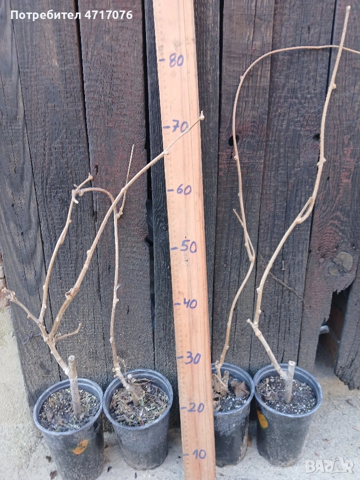 киви в контейнер , снимка 1