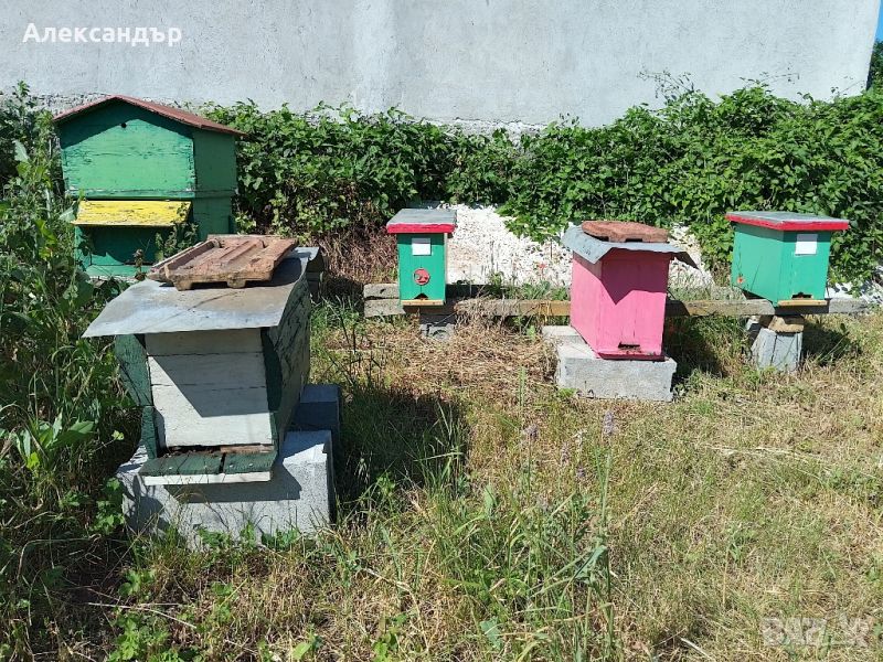 пчелни семейства , снимка 1