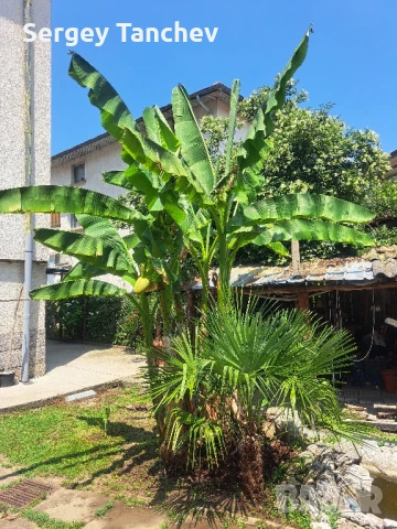 Бананови палми и др, снимка 7 - Градински цветя и растения - 47992799