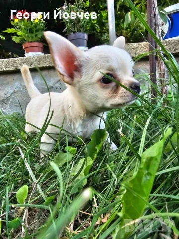 чихуахуа момиченце, снимка 1