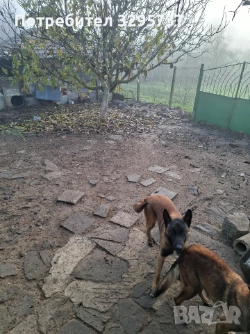 Белгийска овчарка Малиноа, снимка 6 - Белгийска овчарка - 52827626