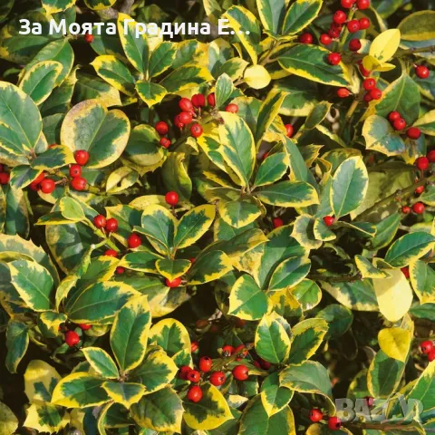 Илекс Храст , снимка 3 - Градински цветя и растения - 49492503
