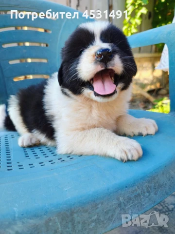 Българско овчарско куче , снимка 1