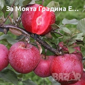 Ябълка - Red Love sirena, снимка 7 - Градински цветя и растения - 53620152
