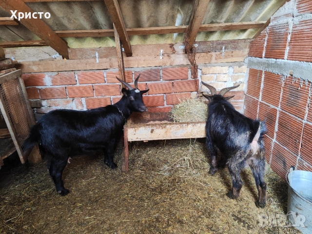 Декоративни камерунски кози 