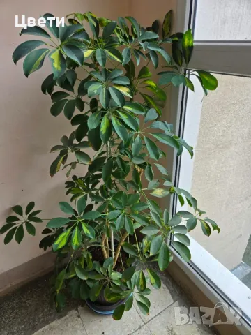 Шафлера 1.25см. , 70лв., снимка 2 - Стайни растения - 49830521