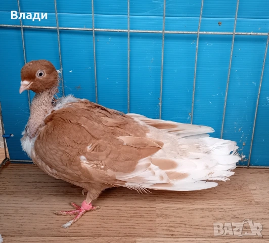 Румънски голошийки, снимка 2 - Гълъби - 54227324