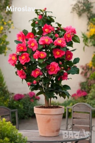 Камелия (2 вида), снимка 5 - Градински цветя и растения - 54214083