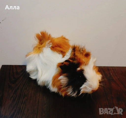 Продава малки морски свинчета 