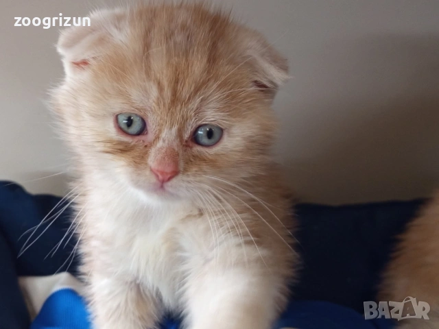 Шотландски клепоухи котенца, снимка 5 - Британска късокосместа - 53632007