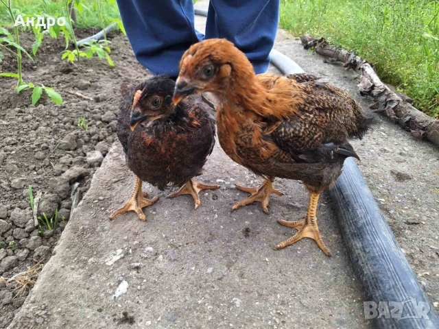 Продавам катунски кокошки, яйца и пилета на различна възраст, снимка 3 - Кокошки и пуйки - 53712029