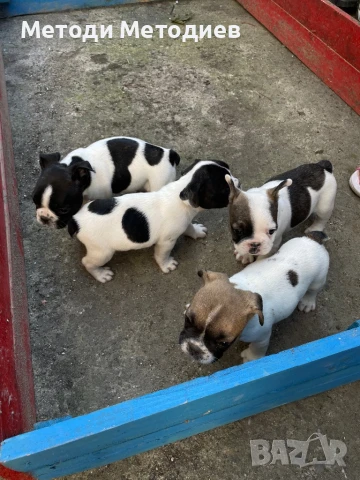 Френски булдог, снимка 1