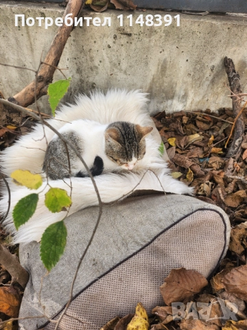 Подаряваме малко коте , снимка 2 - Други - 52627194