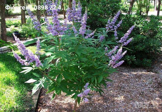 Дърво на целомъдрието (Vitex agnus castus) АВРАМОВО ДЪРВО, ВИТЕКС АГНУС КАСТУС, снимка 3 - Разсади - 46564137