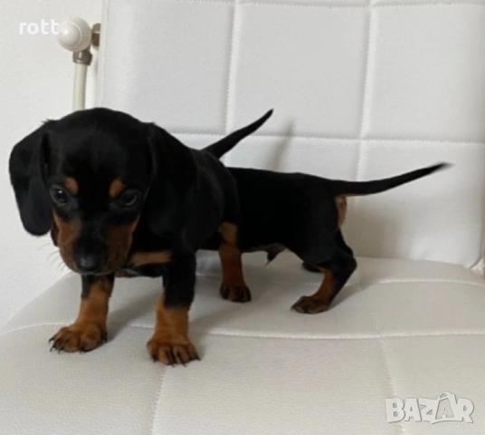 Мини Дакели, снимка 4 - Дакели - 54276303