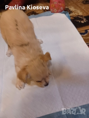 Мини пинчерчета, снимка 3 - Пинчер - 52429028