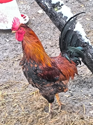 петели 🐓, снимка 5 - Кокошки и пуйки - 52231412