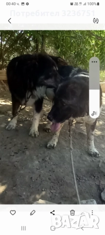 Българско овчарско куче , снимка 2 - Каракачанска овчарка - 52644548
