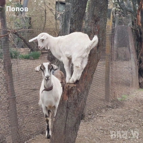 Продавам ярета, снимка 2 - Кози - 54291292