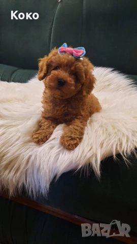 пудел Той/Тийкъп пудел , снимка 10 - Пудели - 51733780