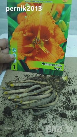 хемерокалиси коренища, снимка 5 - Градински цветя и растения - 53912586