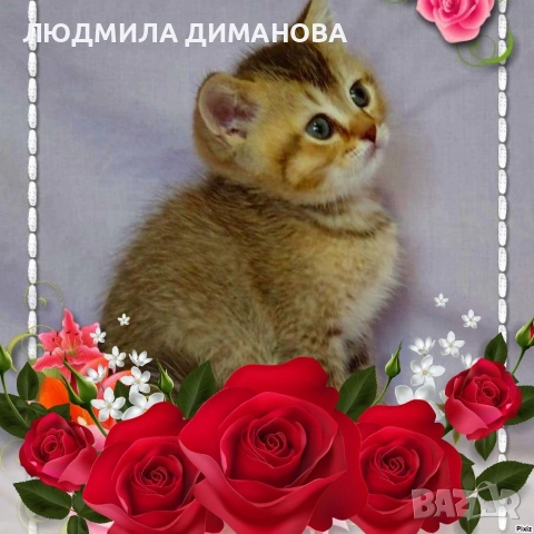 Шотландски мъжки. 