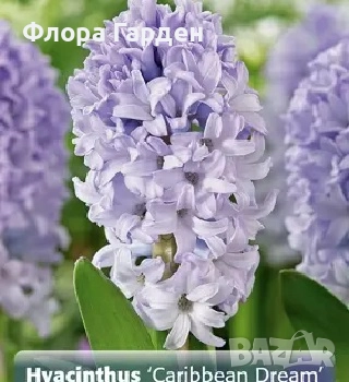 Луковици ЗЮМБЮЛИ, снимка 8 - Градински цветя и растения - 51033126