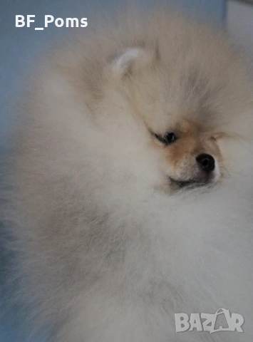 Страхотно момченце померан с родословие FCI, снимка 3 - Померан - 52918943