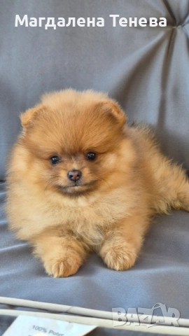 Померан , снимка 1