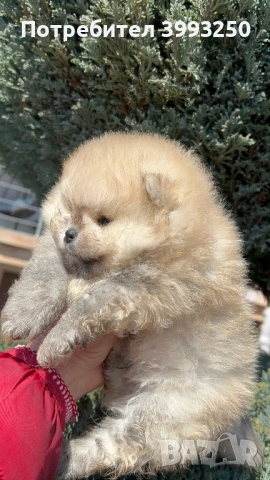 Мини момчета померан