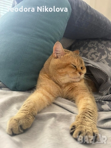 Британска златна чинчила за разплод 