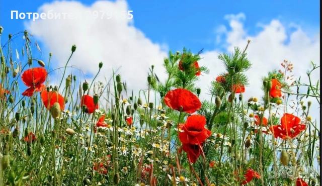 Косене на тревни площи 