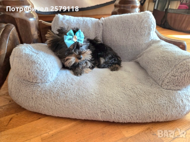 йоркширски териер