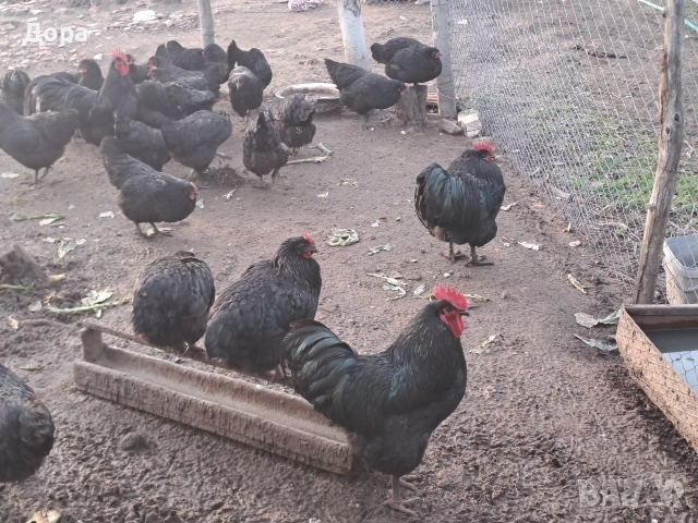 оплодени яйца от кокошки черен авсралорп , снимка 11 - Кокошки и пуйки - 52885276