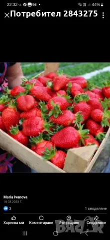 Продавам разсад ягоди , снимка 7 - Сортови семена и луковици - 49817952